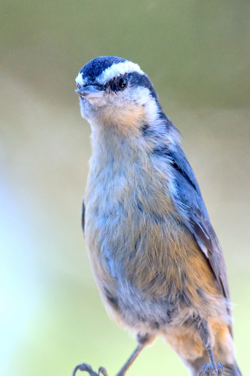 Red-breasted Nuthatch - ML614241115