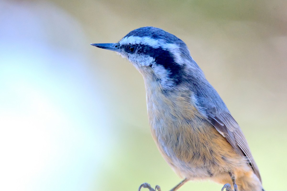 Red-breasted Nuthatch - Travis Vance