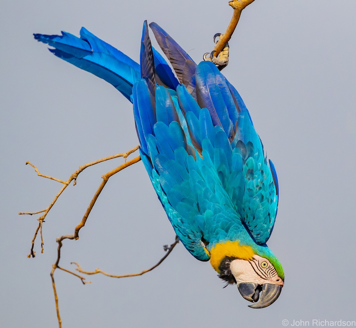 Blue-and-yellow Macaw - ML614241174
