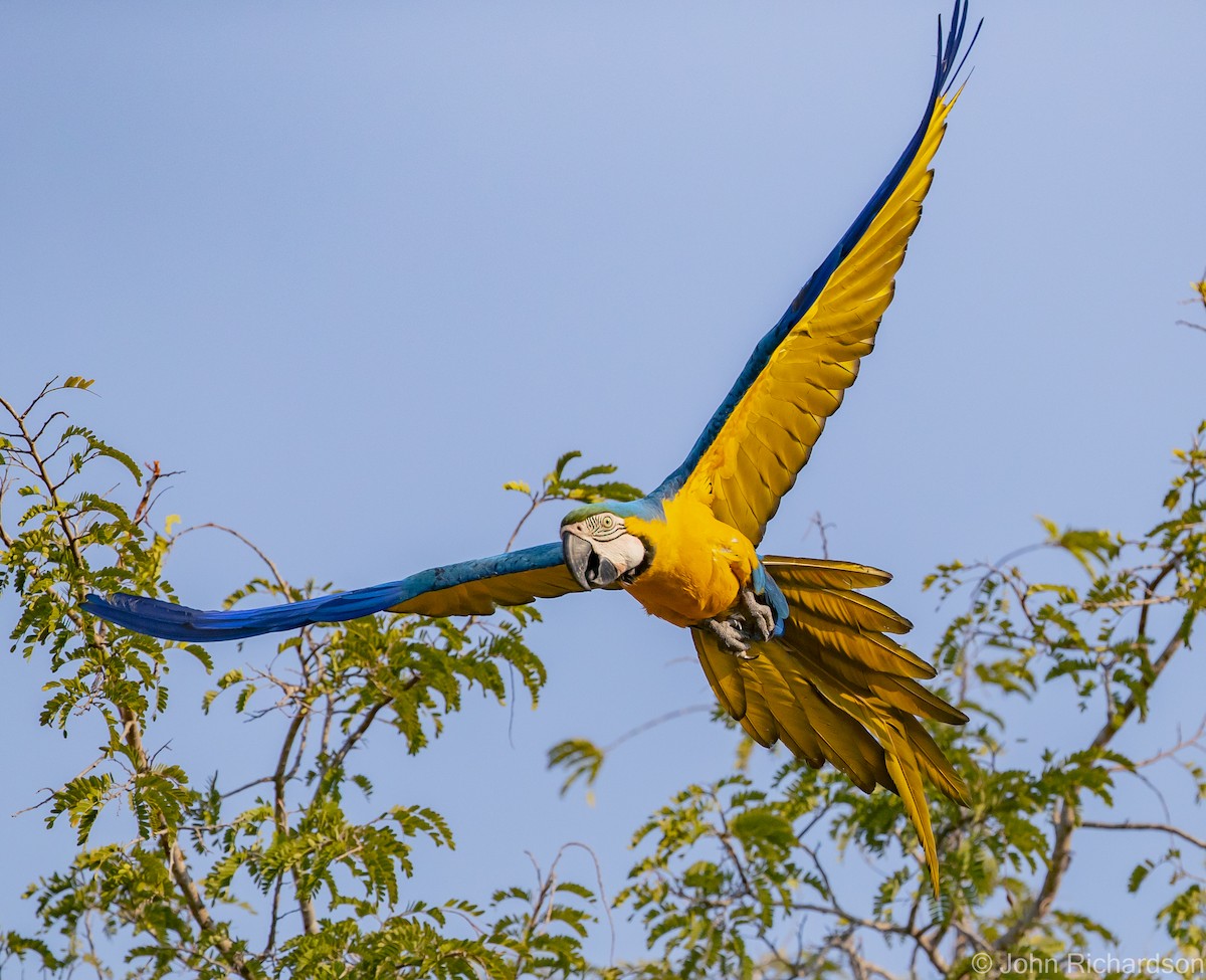 Blue-and-yellow Macaw - ML614241175