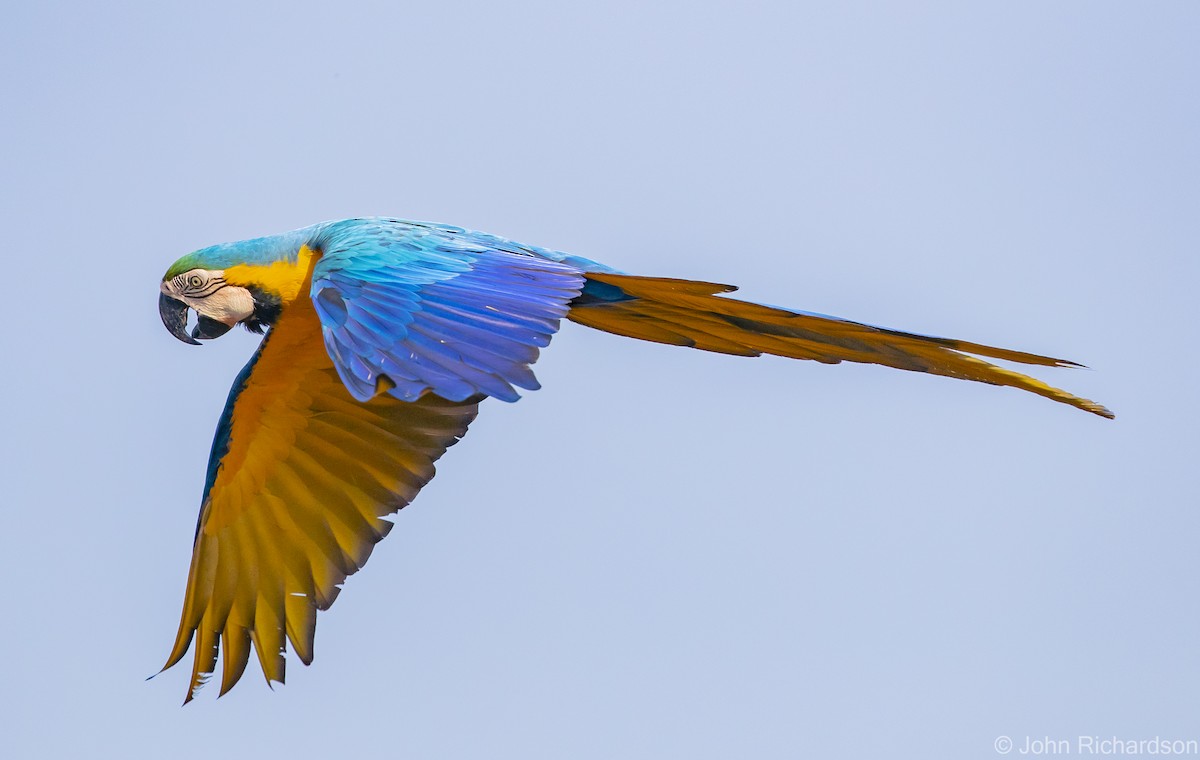 Blue-and-yellow Macaw - ML614241176
