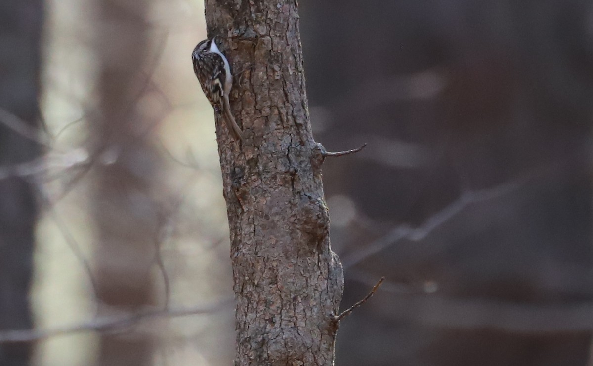 Brown Creeper - Rob Bielawski