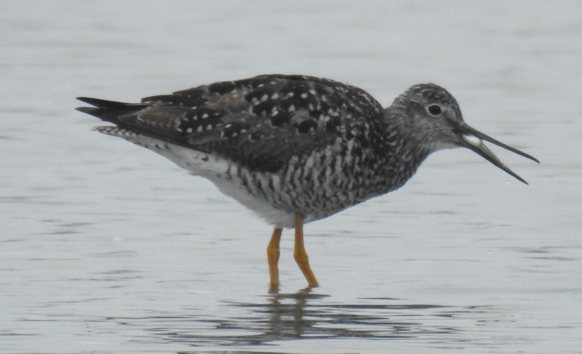 Greater Yellowlegs - ML61424131