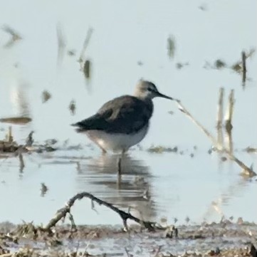 Lesser Yellowlegs - ML614241380