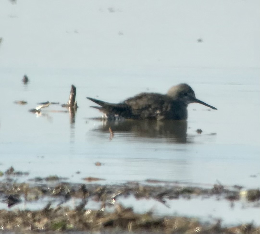 Lesser Yellowlegs - ML614241381