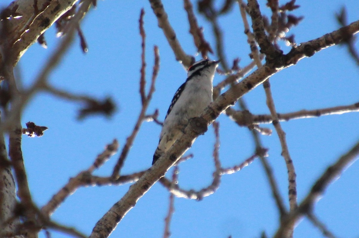 Downy Woodpecker - ML614241386