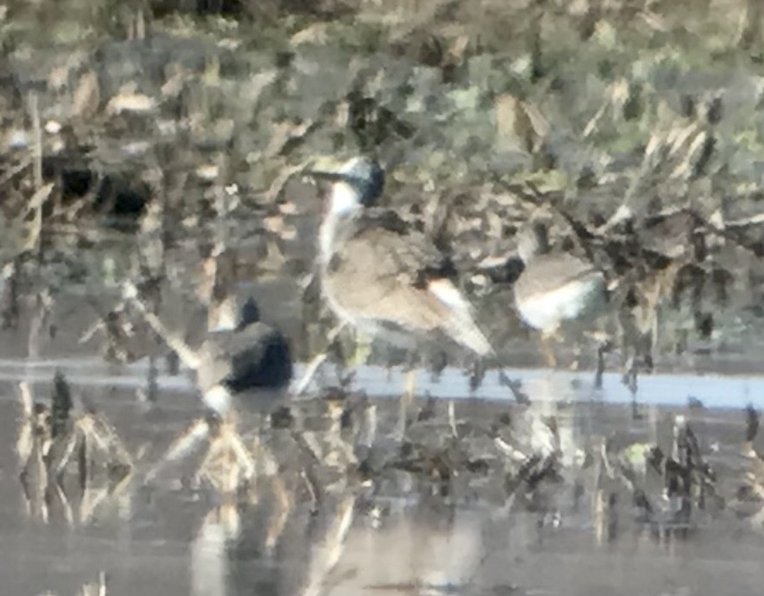 Greater Yellowlegs - ML614241389
