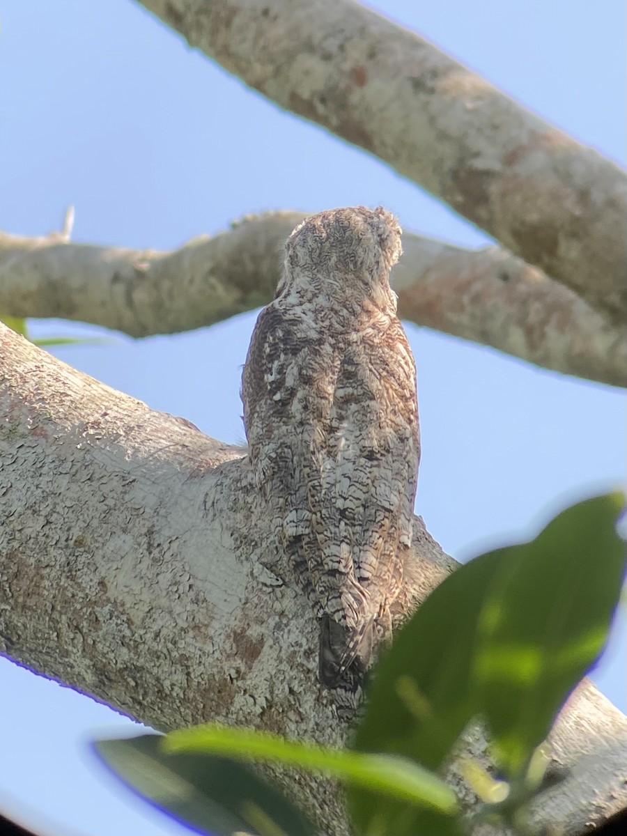 Grand Ibijau - ML614241403