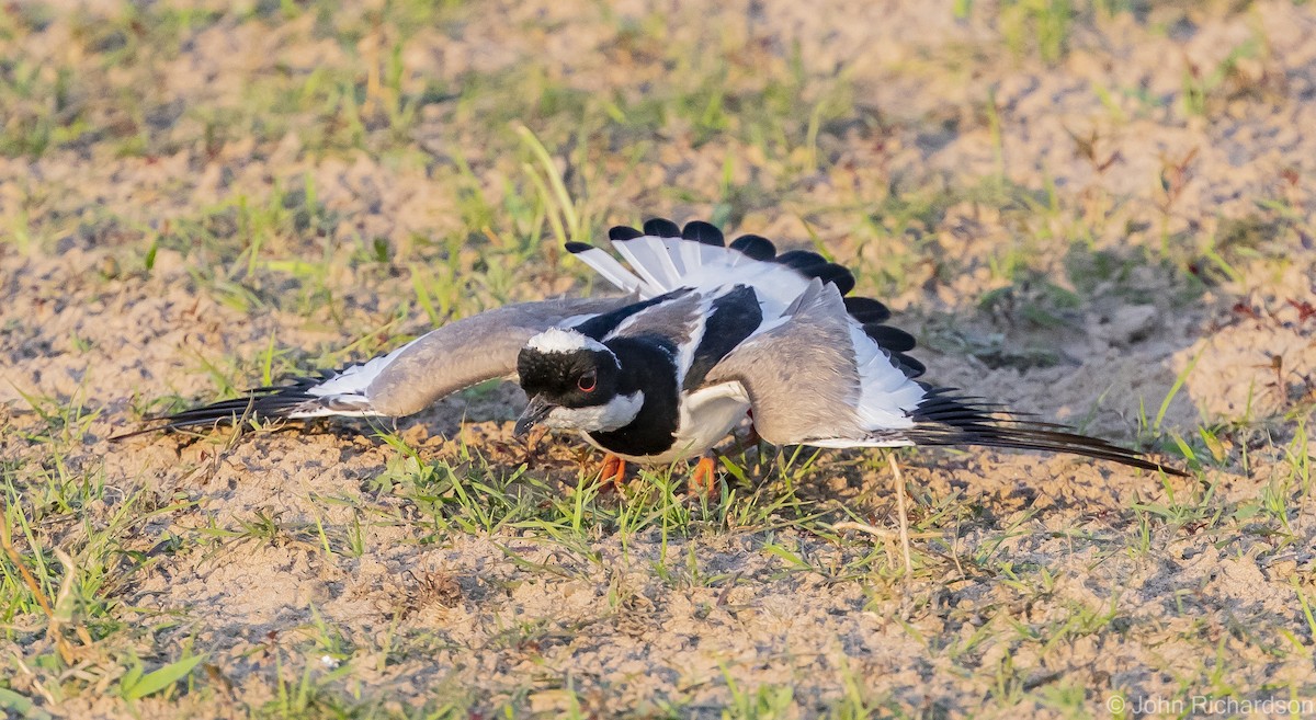 Pied Plover - ML614241406