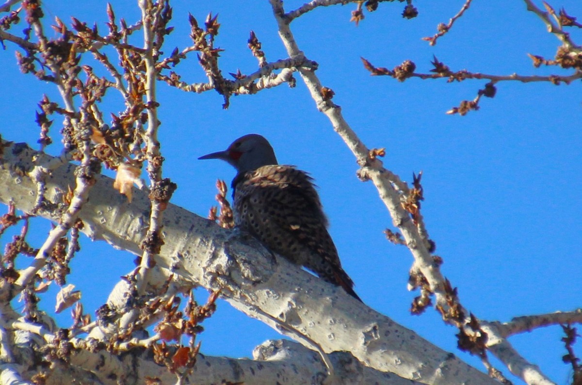 Northern Flicker - ML614241407