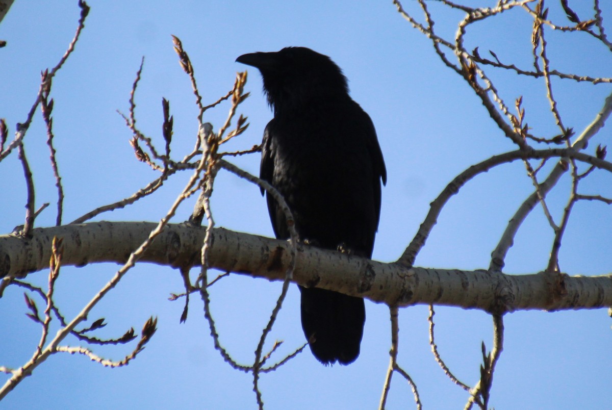 Common Raven - ML614241429