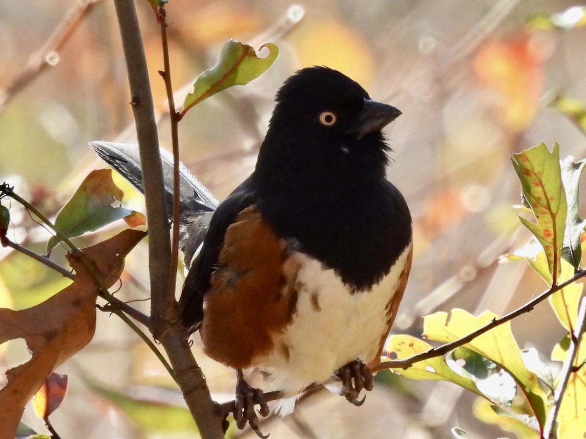 Eastern Towhee (White-eyed) - ML614241441