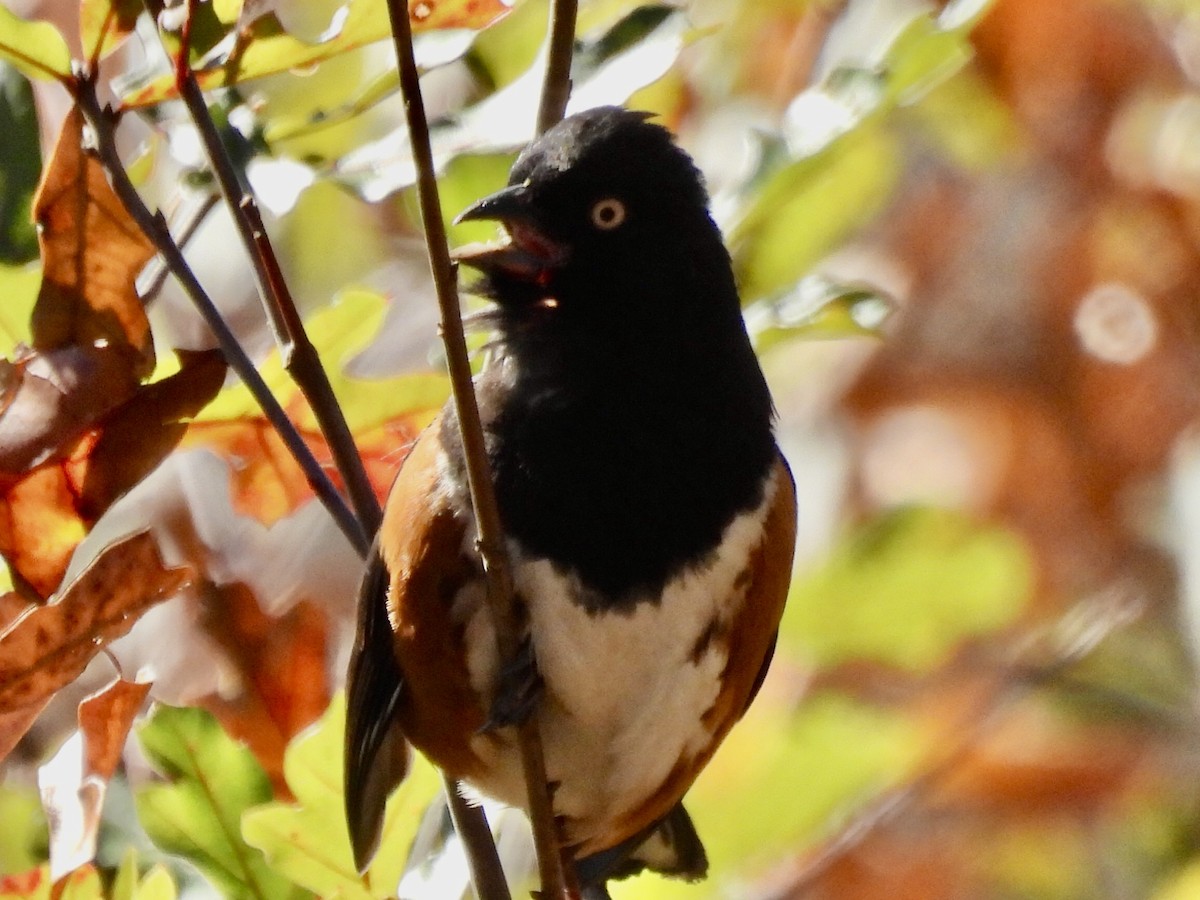 Eastern Towhee (White-eyed) - ML614241442