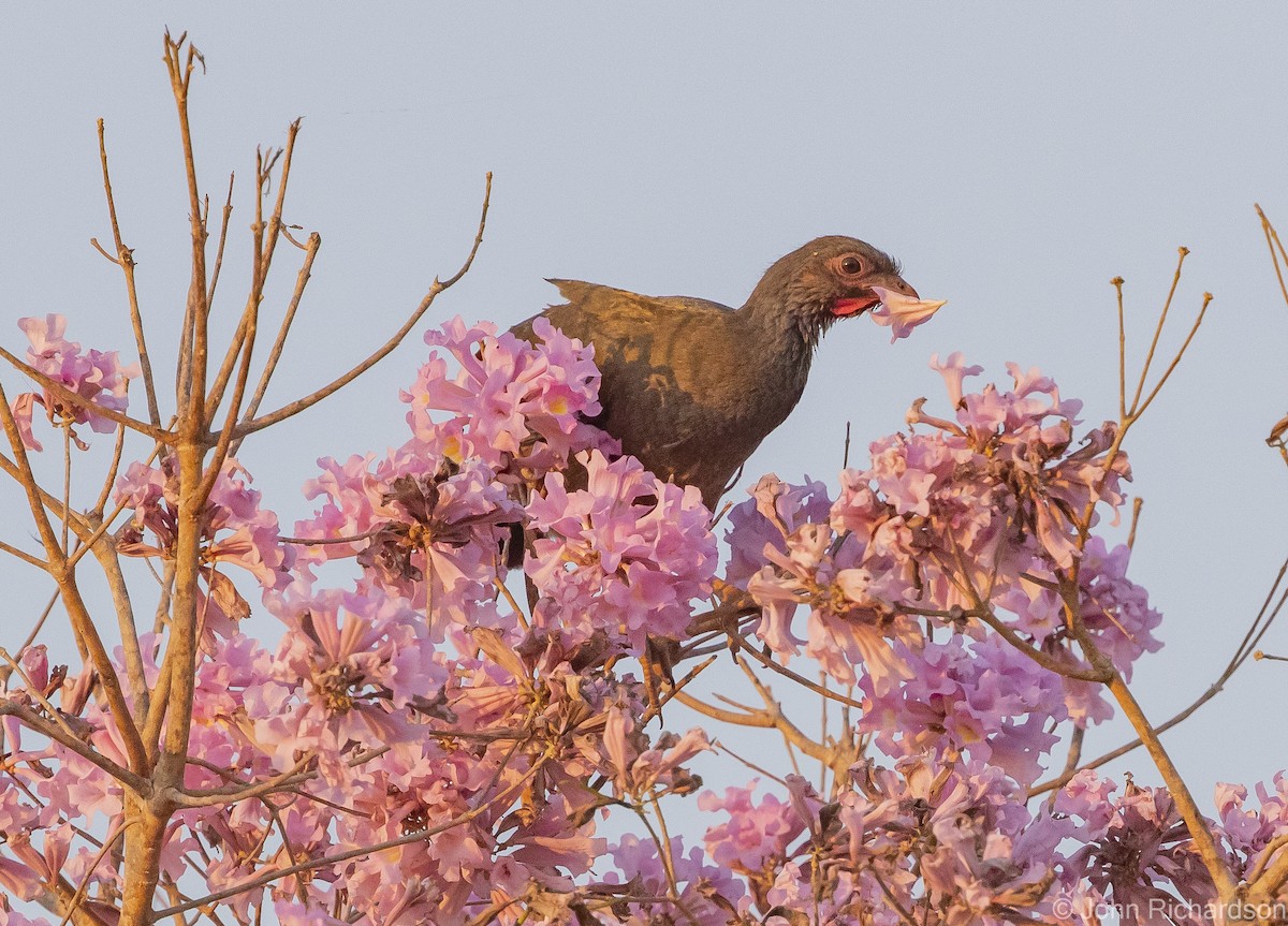 Chachalaca Charata - ML614241447