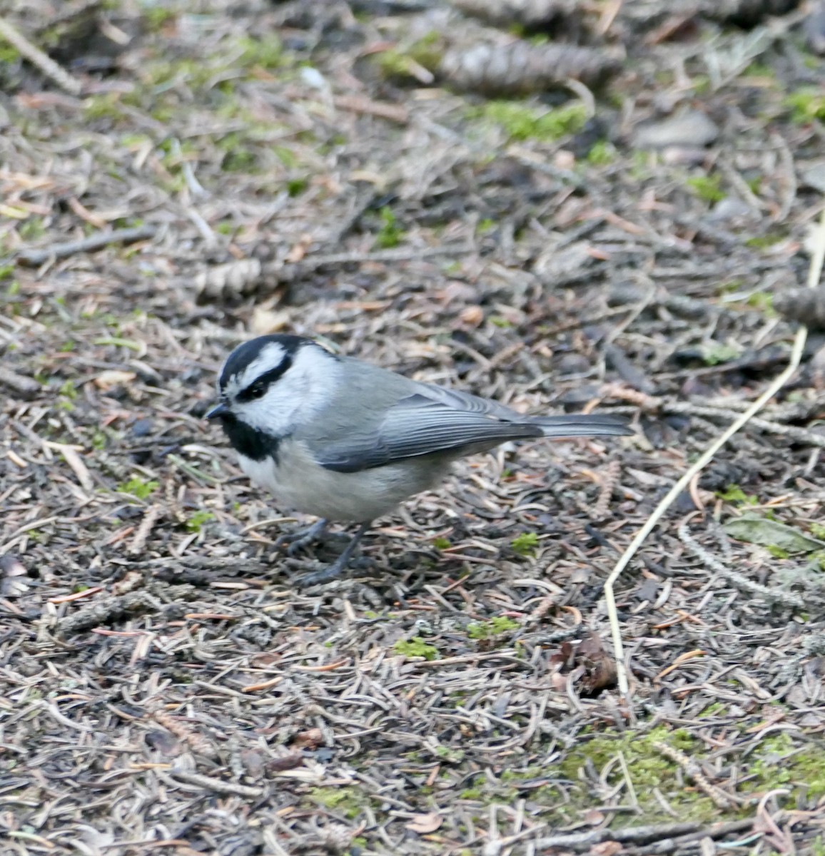 Mountain Chickadee - Jim St Laurent