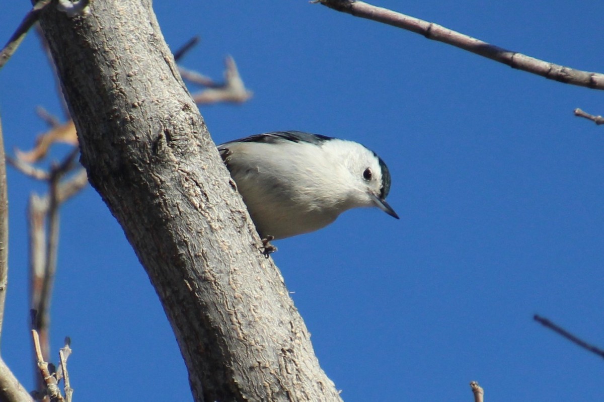 White-breasted Nuthatch - ML614241449