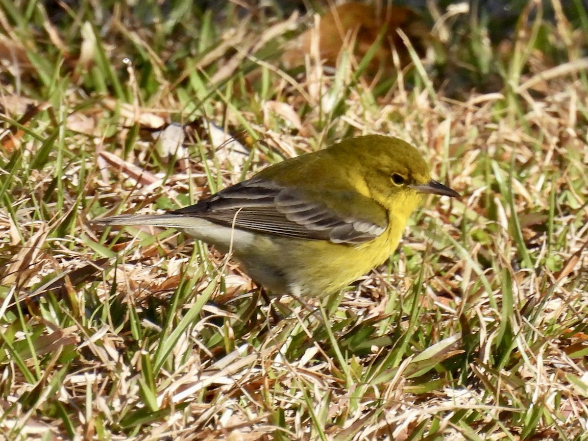 Pine Warbler - Kelly Burke