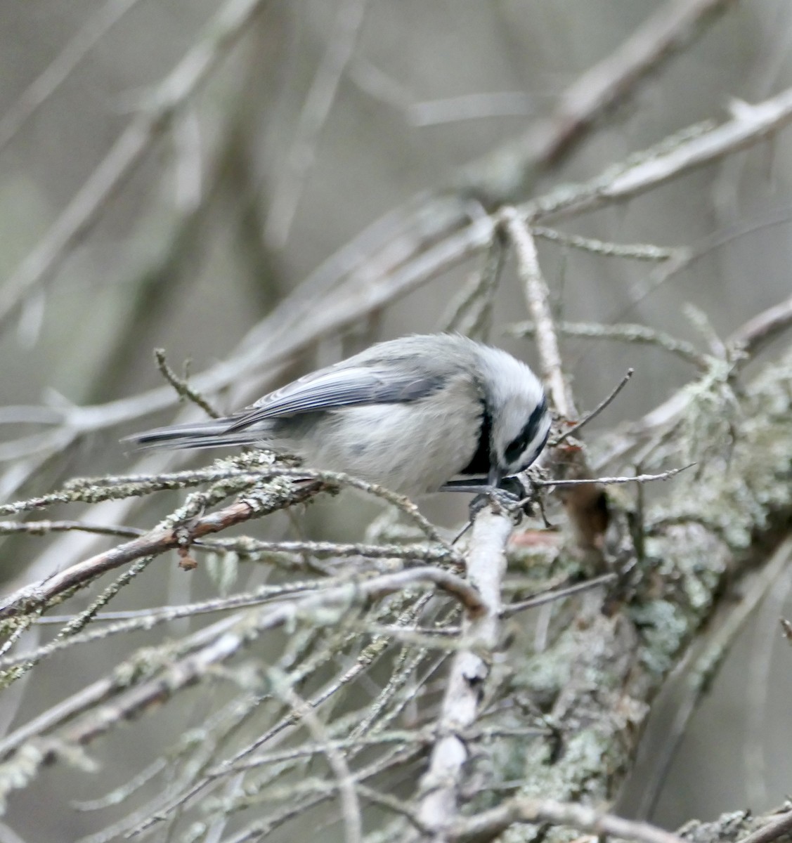 Mountain Chickadee - ML614241451