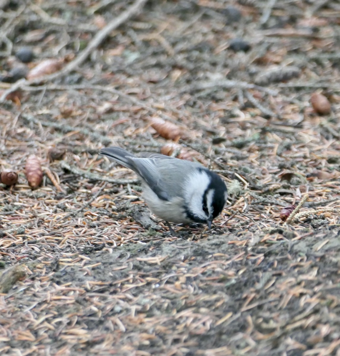 Mountain Chickadee - Jim St Laurent