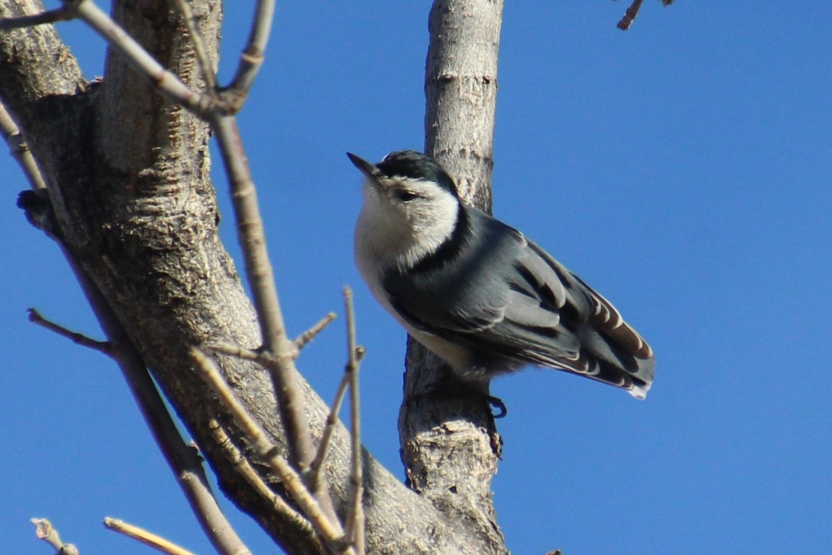 White-breasted Nuthatch - Elaine Cassidy