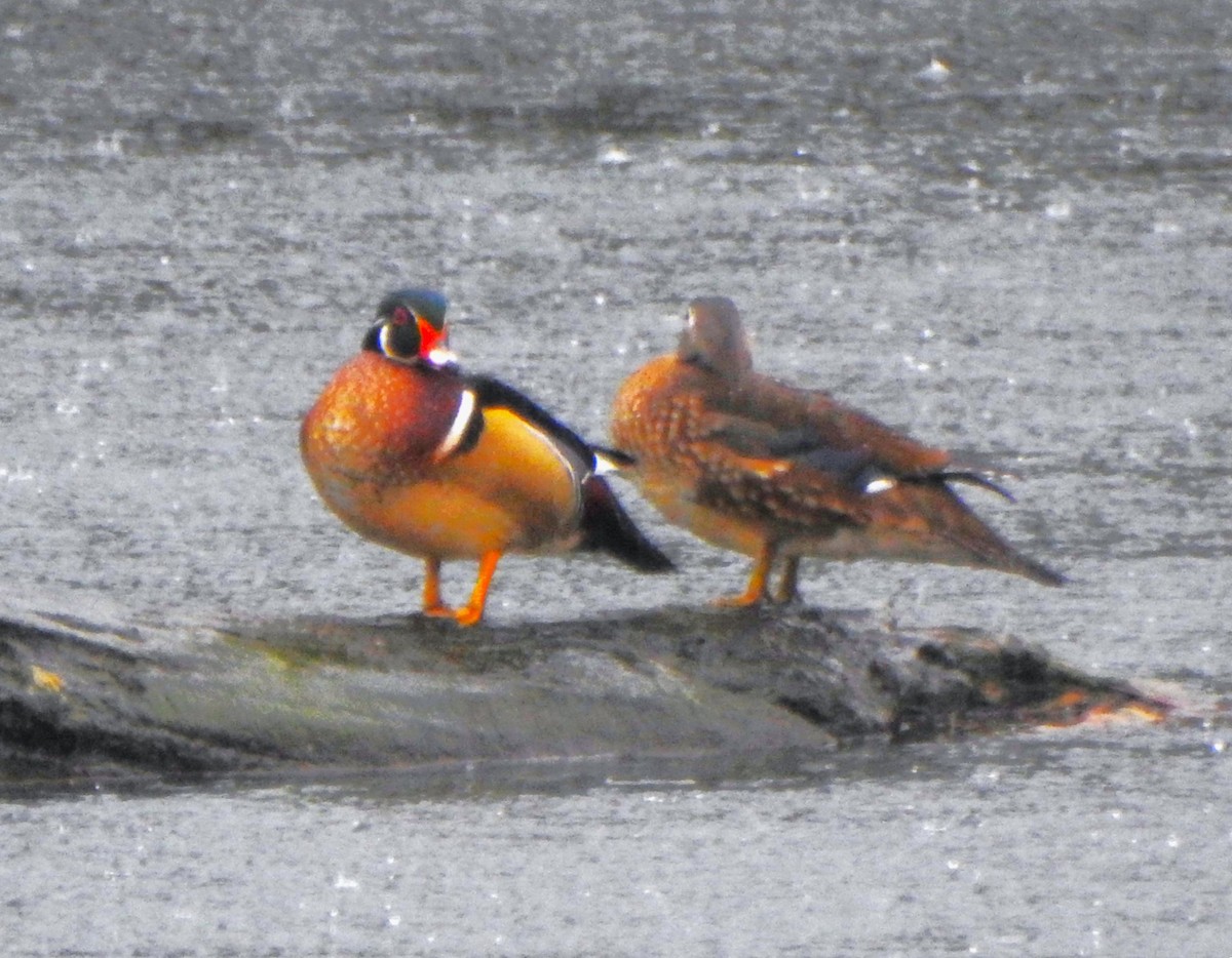 Wood Duck - ML614241465
