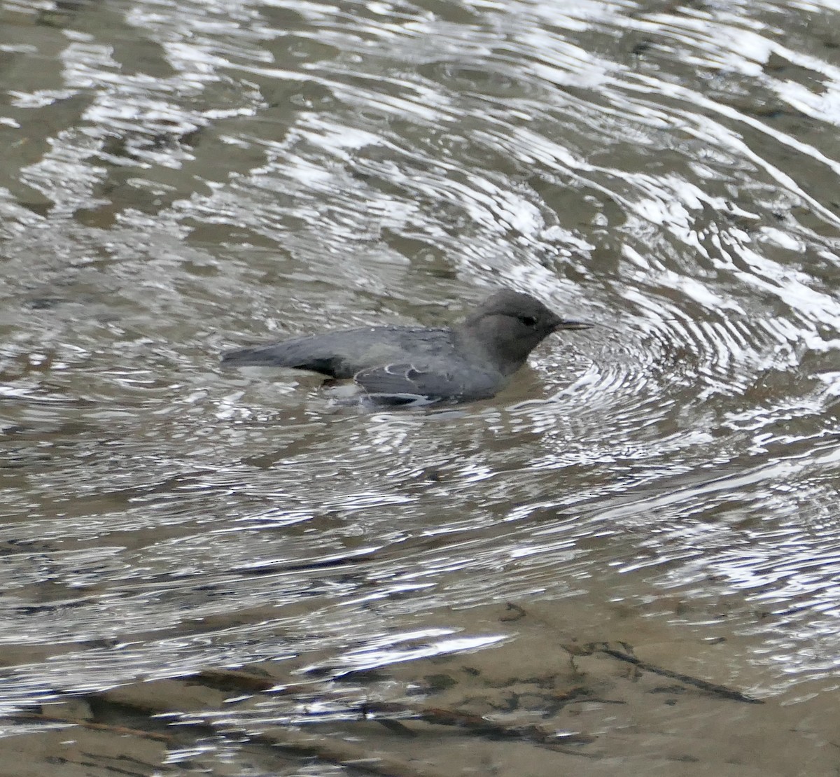 American Dipper - Jim St Laurent