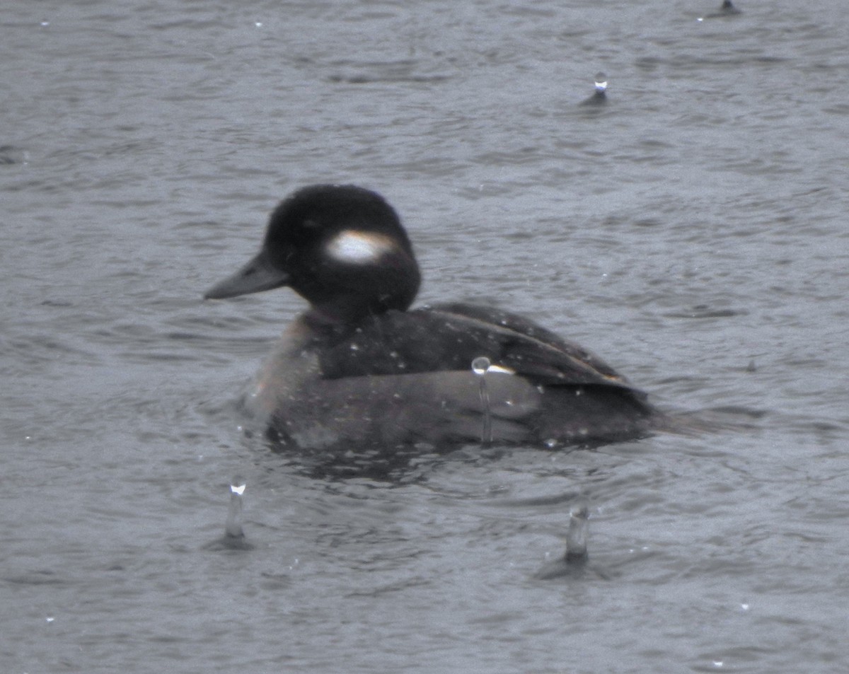 Bufflehead - ML614241495