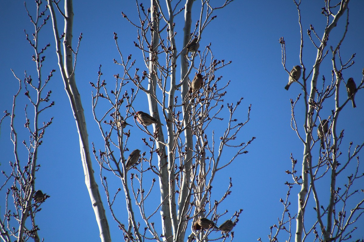 House Finch - ML614241523