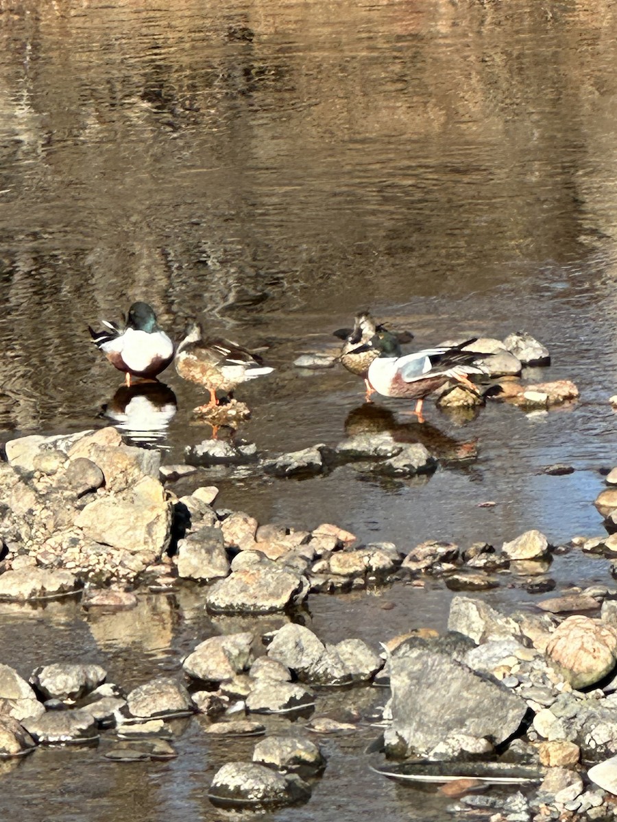 Northern Shoveler - ML614241527