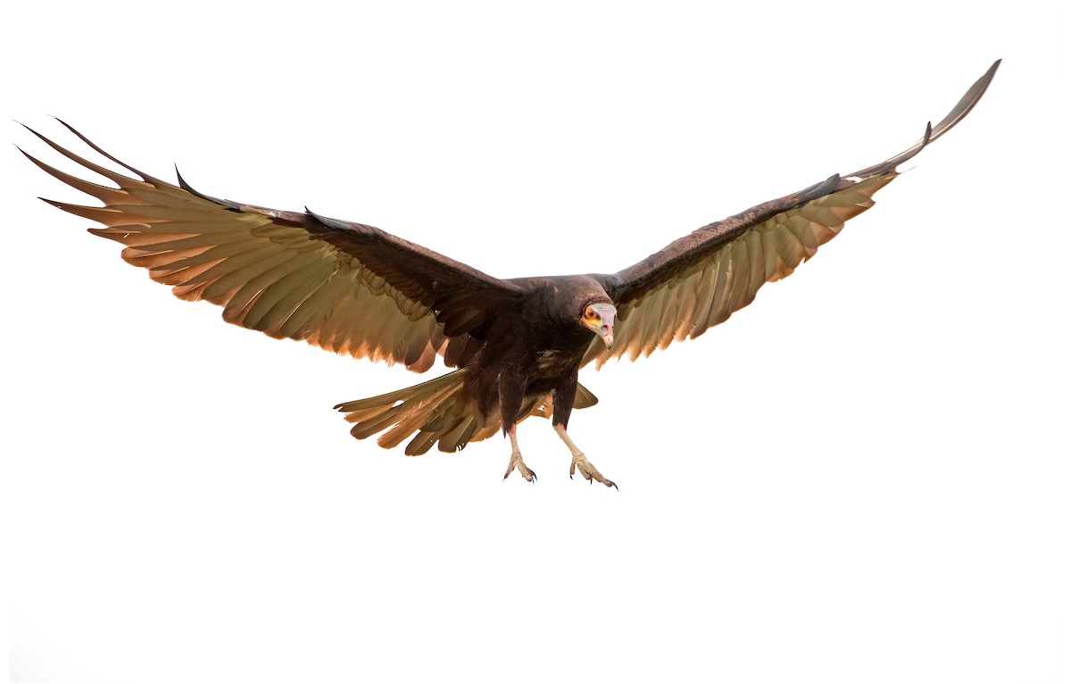 Lesser Yellow-headed Vulture - ML614241556