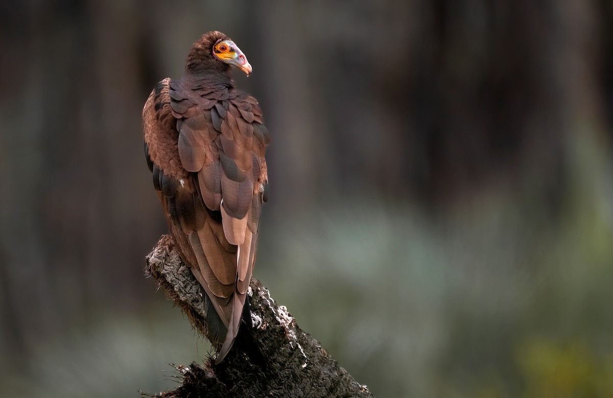 Lesser Yellow-headed Vulture - ML614241557