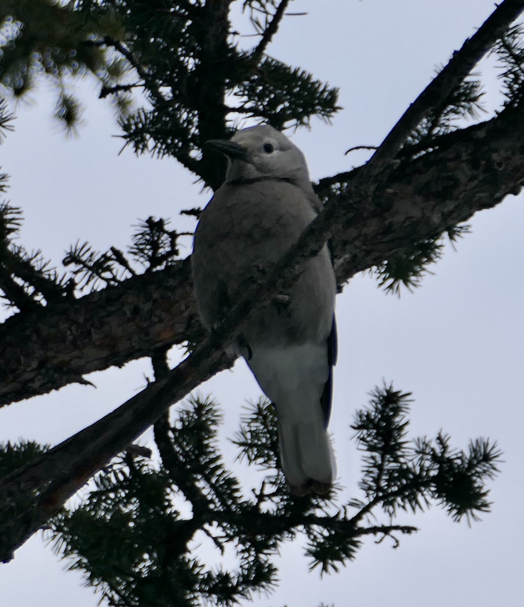 Kiefernhäher - ML614241570