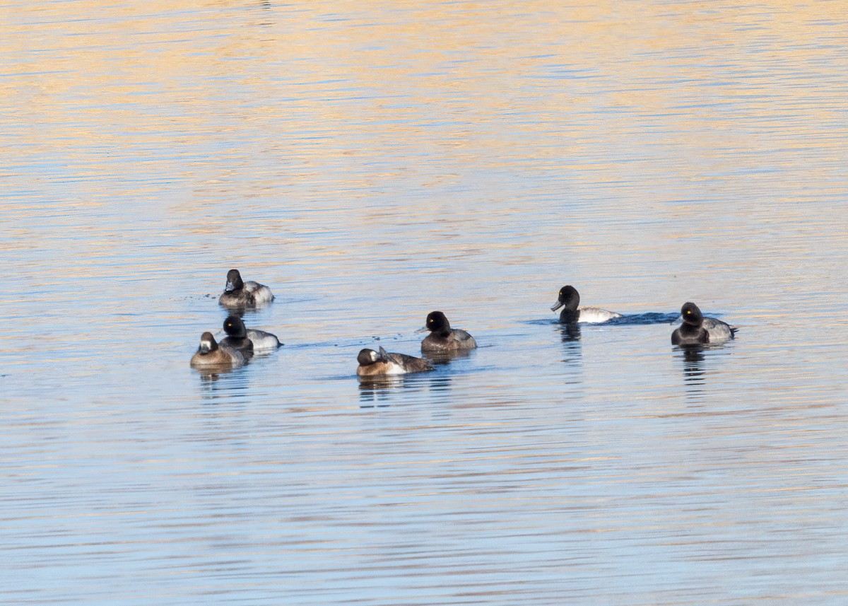 Lesser Scaup - Verlee Sanburg