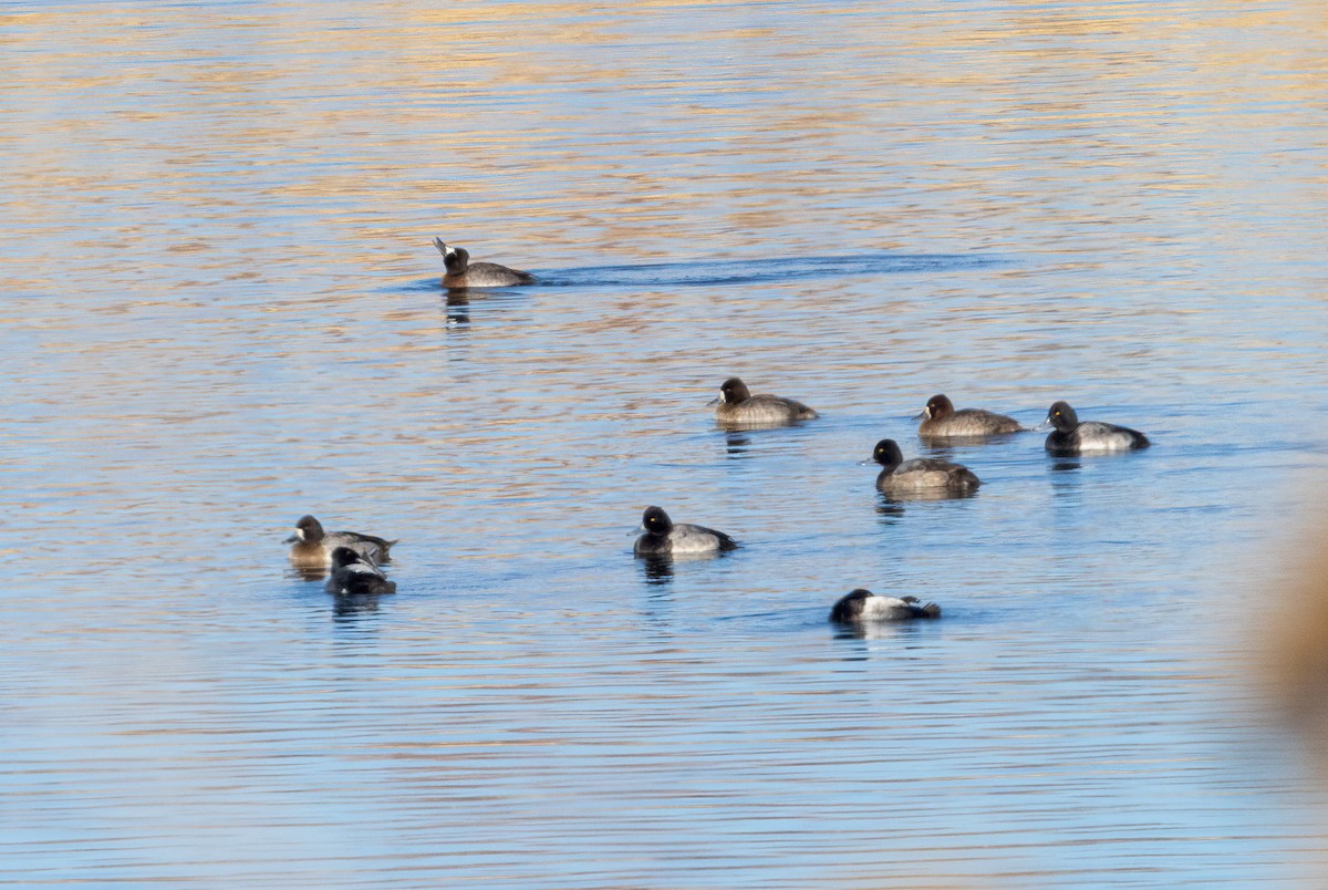 Lesser Scaup - Verlee Sanburg