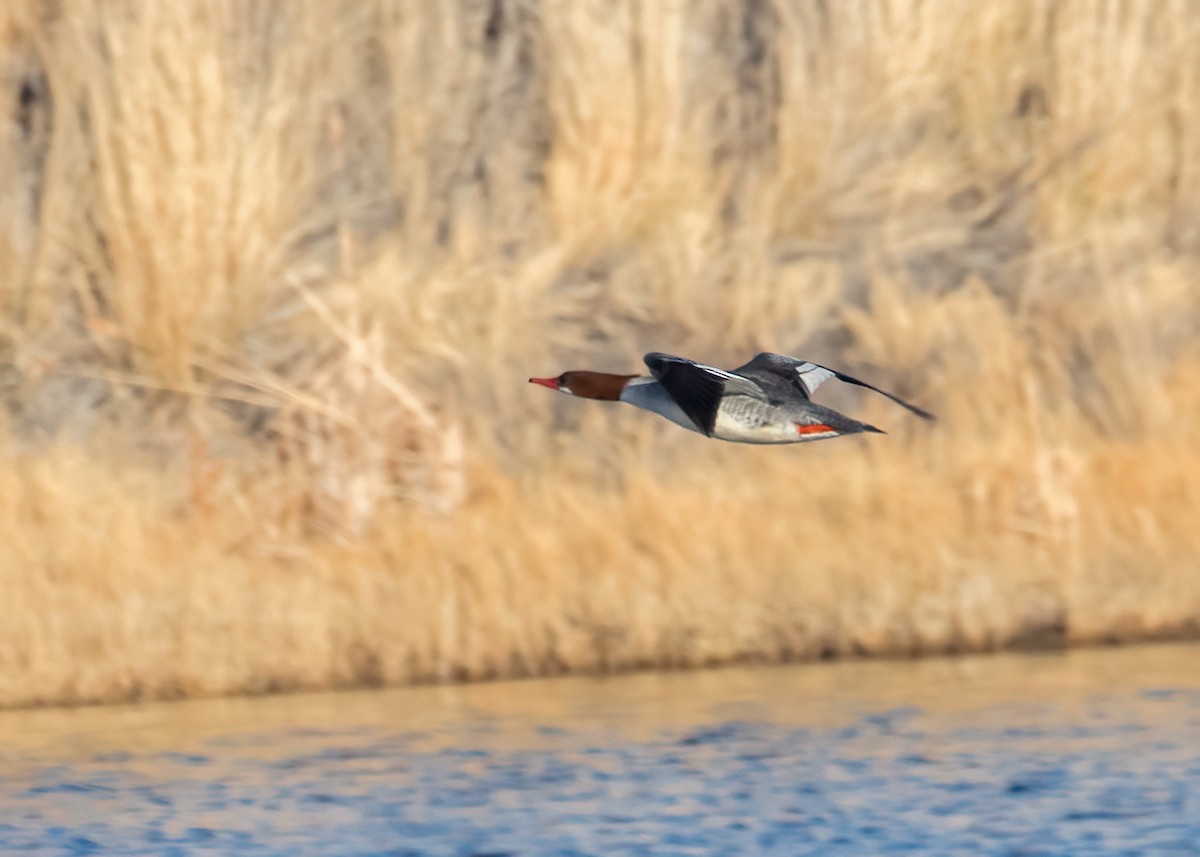 Common Merganser - Verlee Sanburg