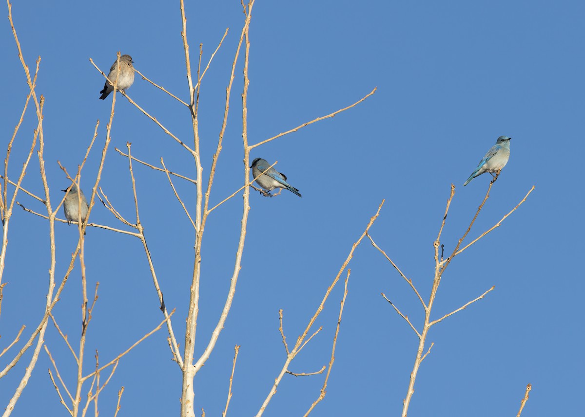 Mountain Bluebird - Verlee Sanburg