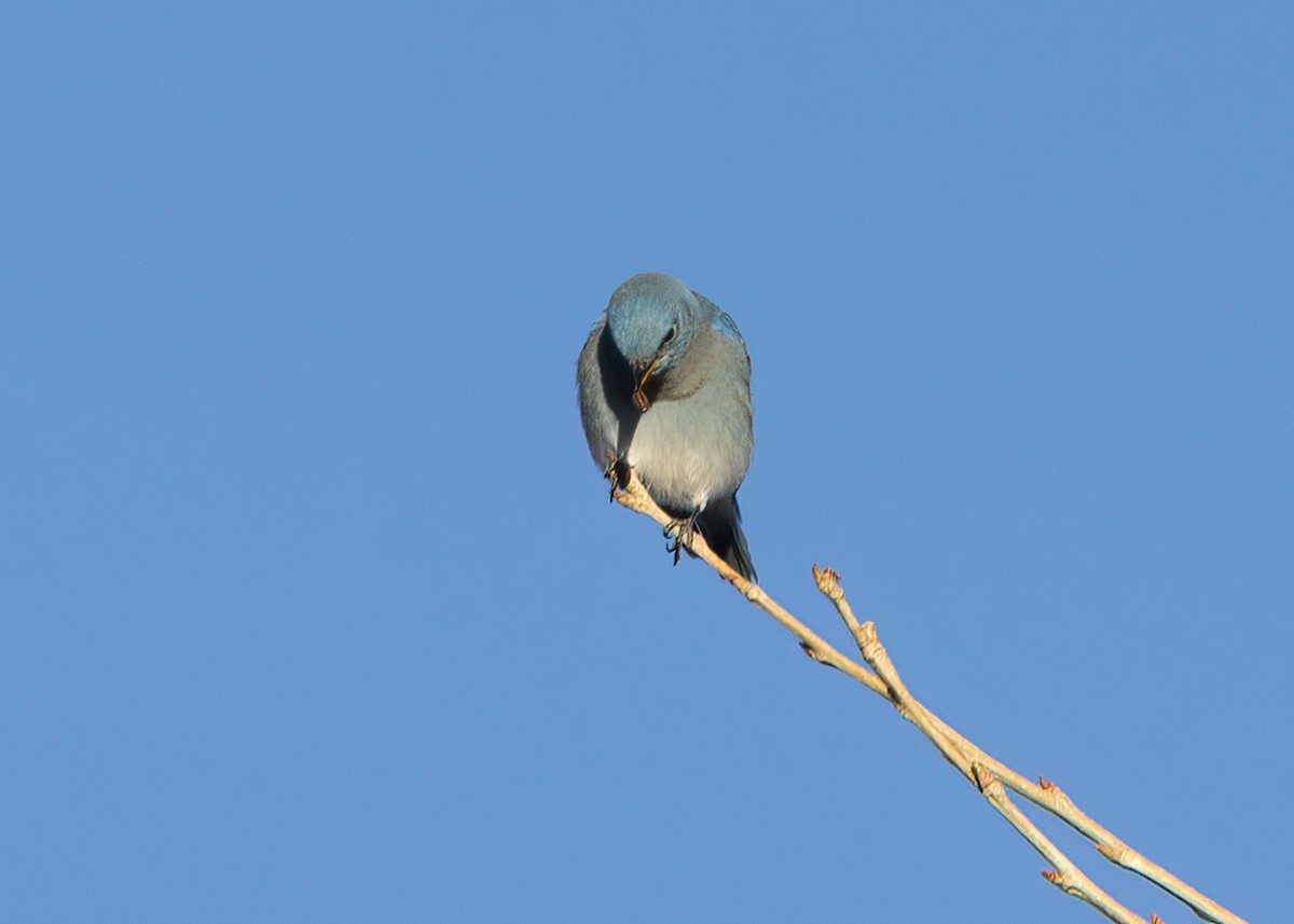 Mountain Bluebird - Verlee Sanburg