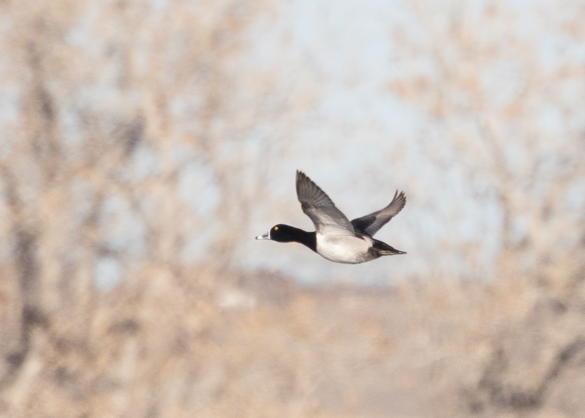 Ring-necked Duck - ML614241672