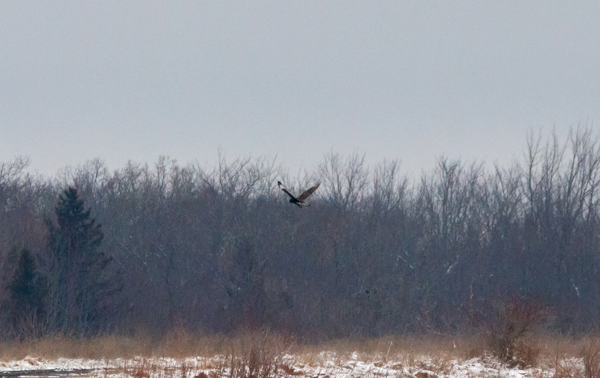 Rough-legged Hawk - ML614241753