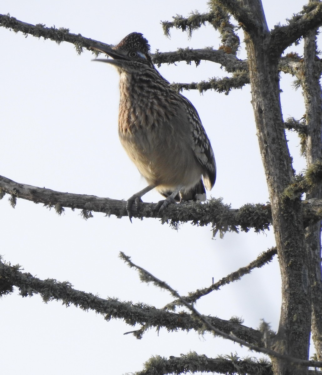 Greater Roadrunner - ML614241775