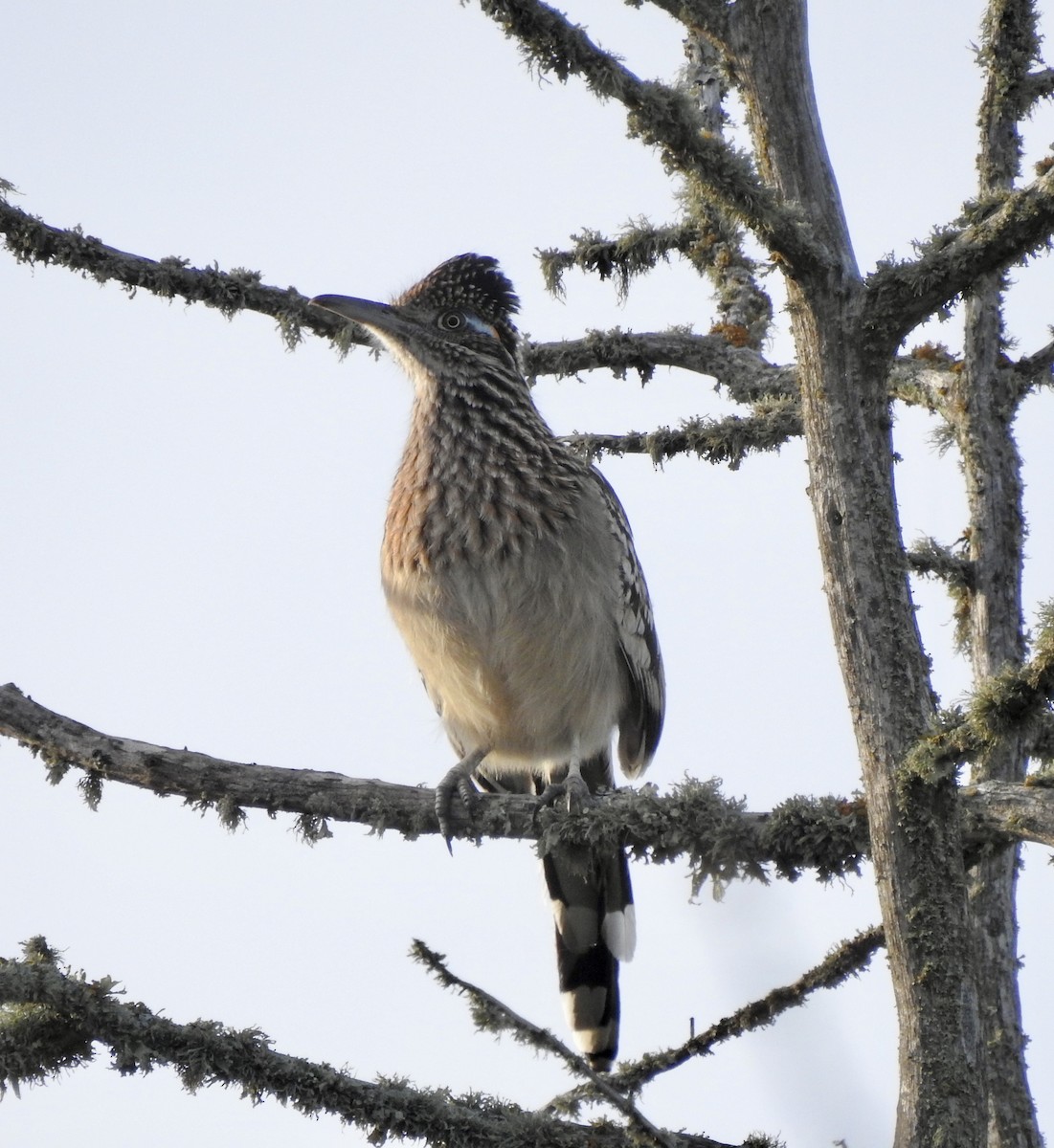 Greater Roadrunner - ML614241776