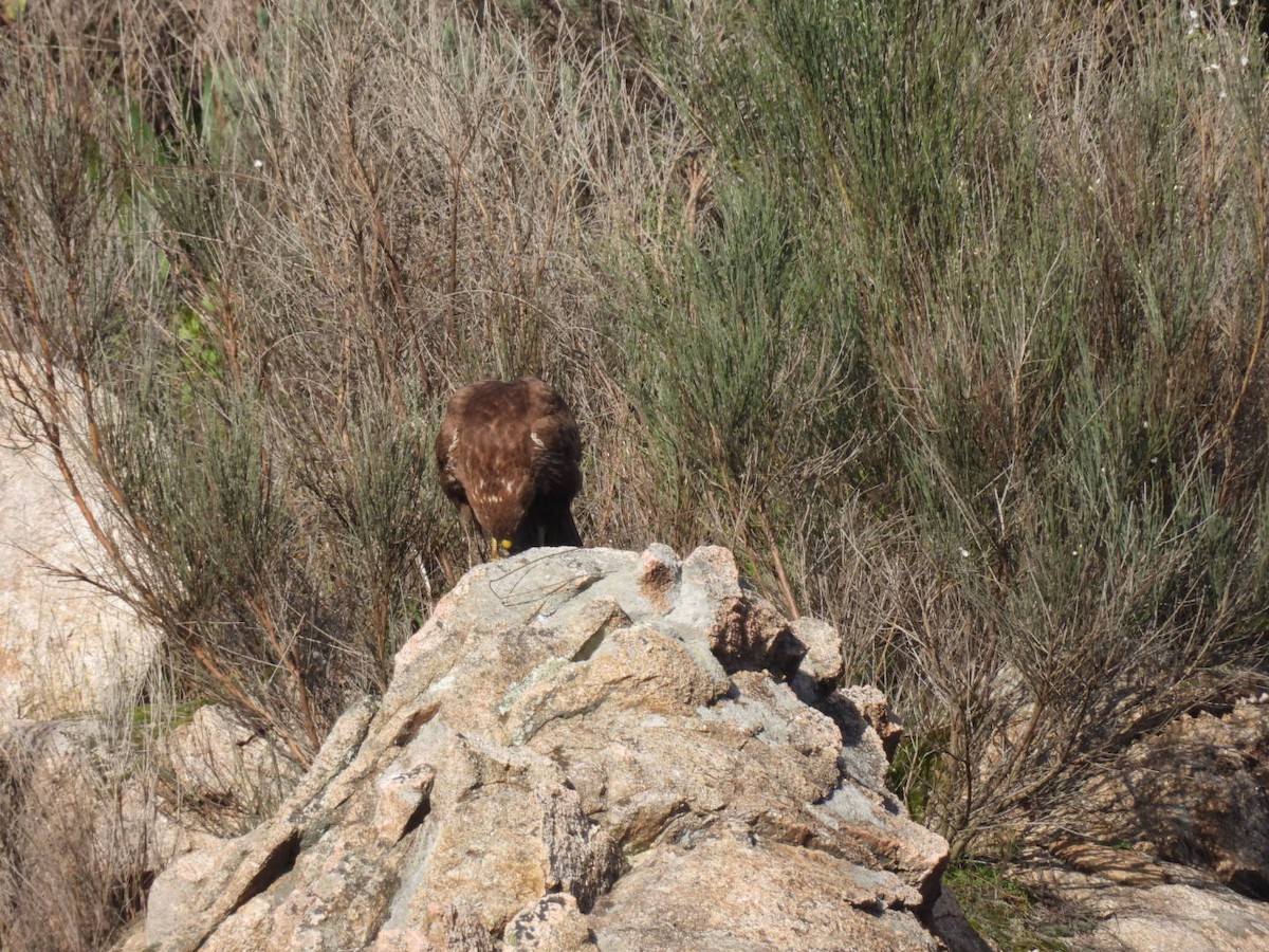 Common Buzzard (Western) - ML614241803