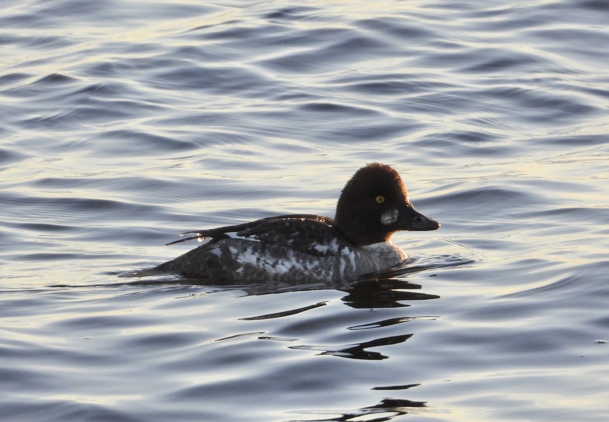 Common Goldeneye - Ivory Reinert