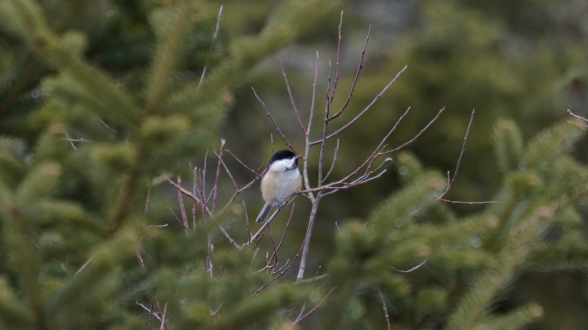 Black-capped Chickadee - ML614241835