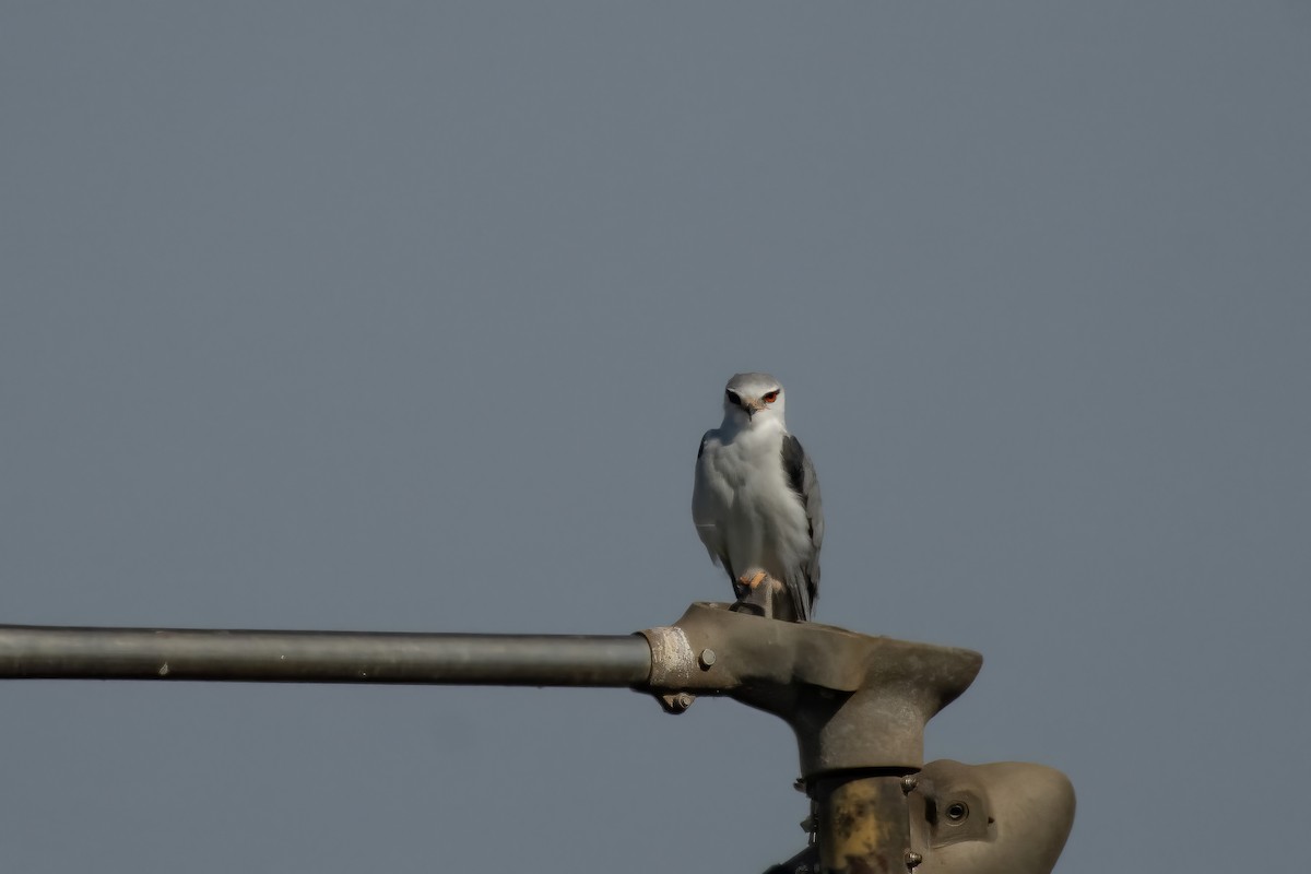 Black-winged Kite - ML614241890