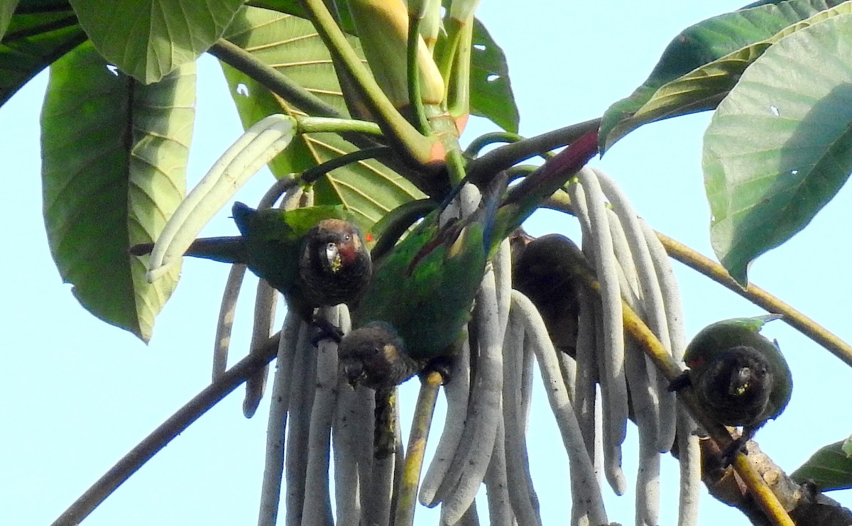 Maroon-faced Parakeet - ML614241900