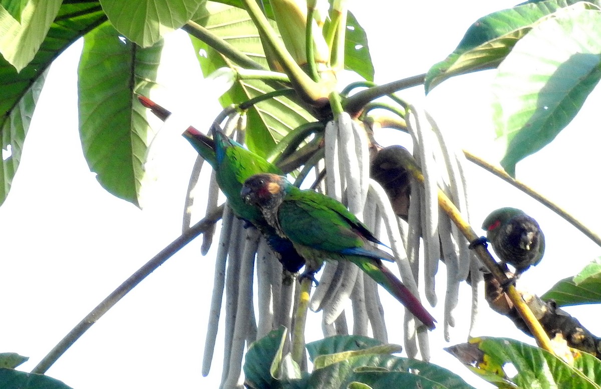 Maroon-faced Parakeet - ML614241902