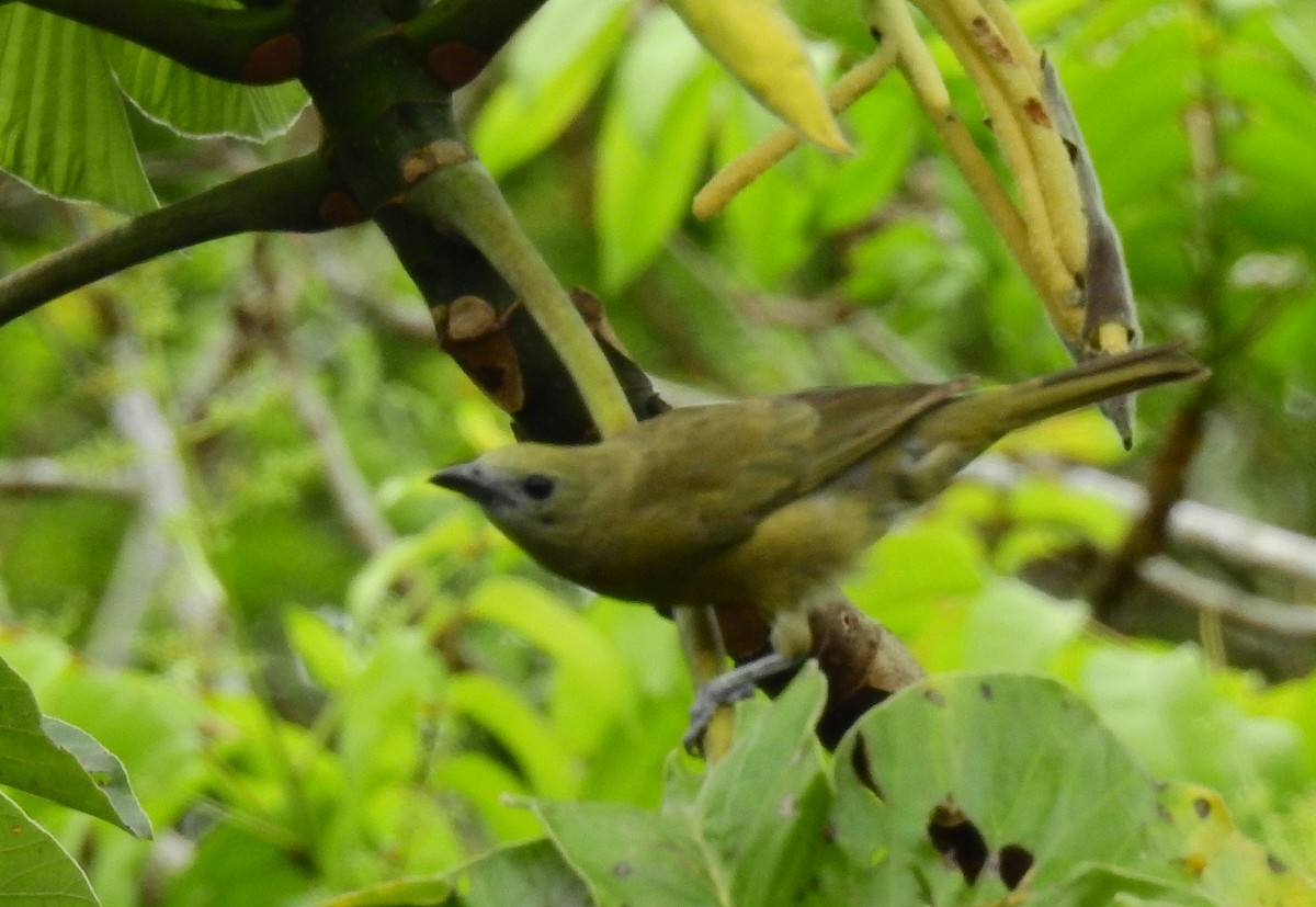 Palm Tanager - ML614242016