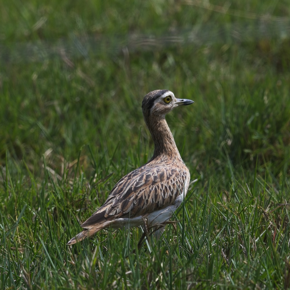 Double-striped Thick-knee - ML614242035