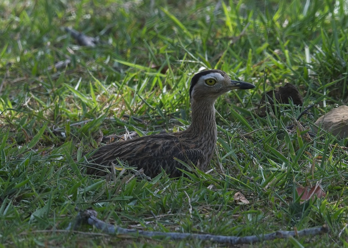 Double-striped Thick-knee - ML614242037